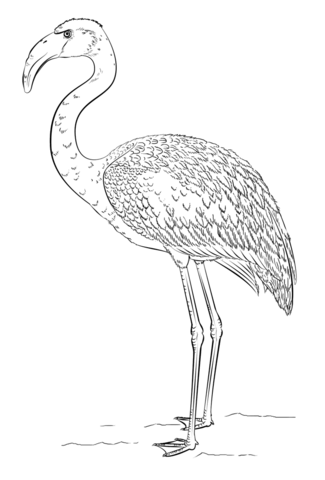 Lesser Flamingo Coloring Page